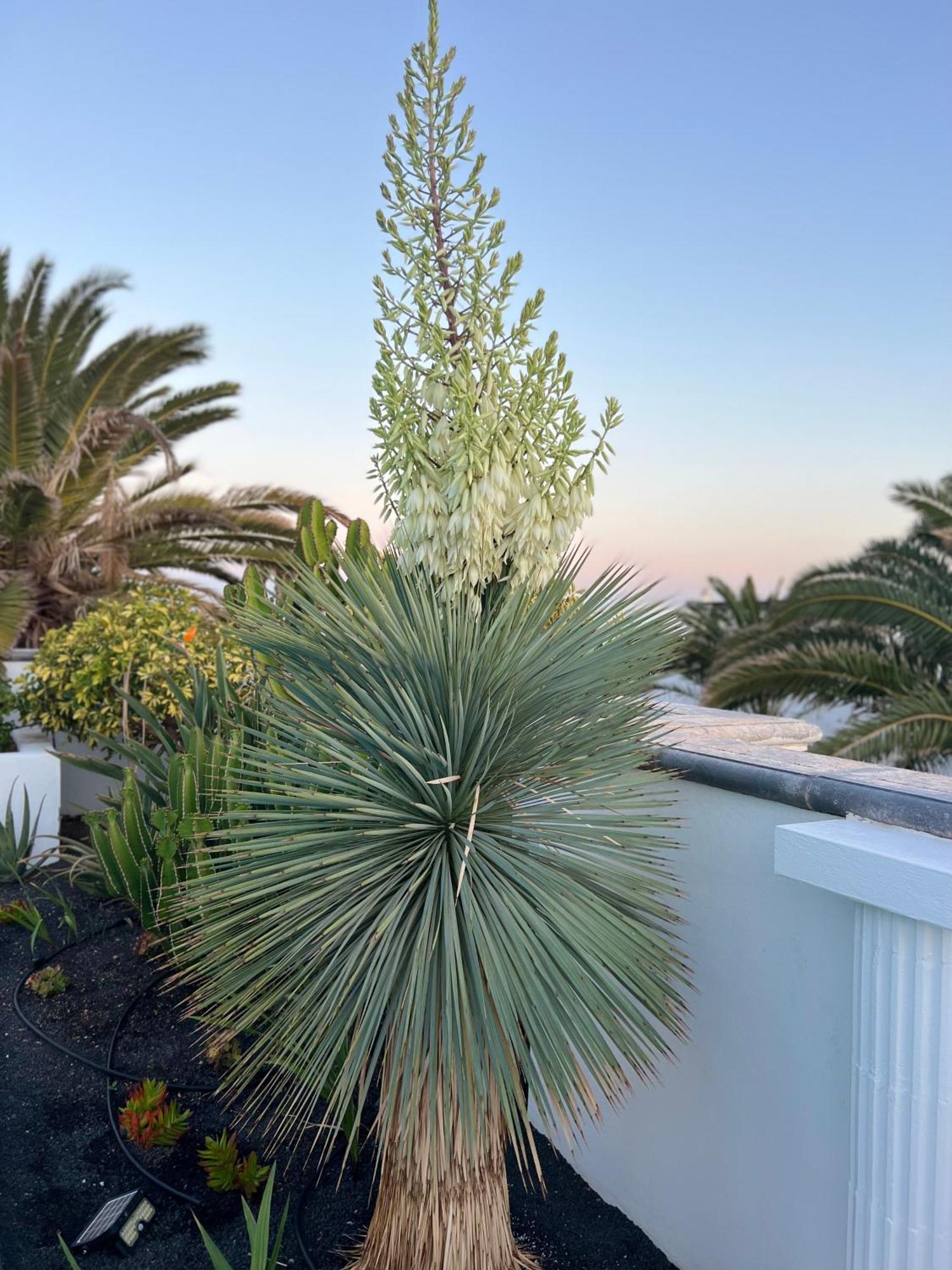 Oasis De Lujo - Luxury Boutique Villa Costa Teguise Exterior photo